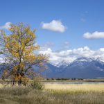 Montana landscape